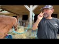 Steve demonstrates how to correctly tie rope halters and use horse safety ties .