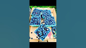 Blueberries and the weather #blueberry plants  #weather