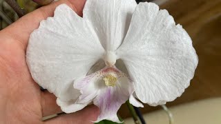 видео: Цветоносы орхидей 🌱Ажурные растрёпы 👩🦱 И компания 🌸🌺 Сорта в описании 👇 картинка: Цветоносы орхидей 🌱Ажурные растрёпы 👩🦱 И компания 🌸🌺 Сорта в описании 👇