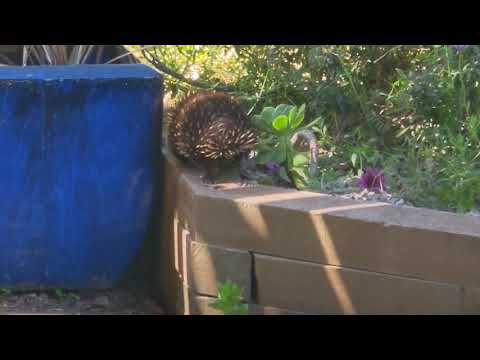 Echidna climbs a