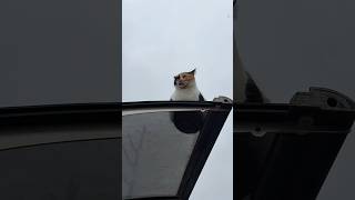 But Why? Inıkoruyalım