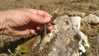 Lagartija gallega (Podarcis bocagei)