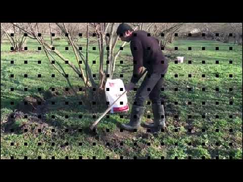 Video: Fındıqqıran Necə Edilir