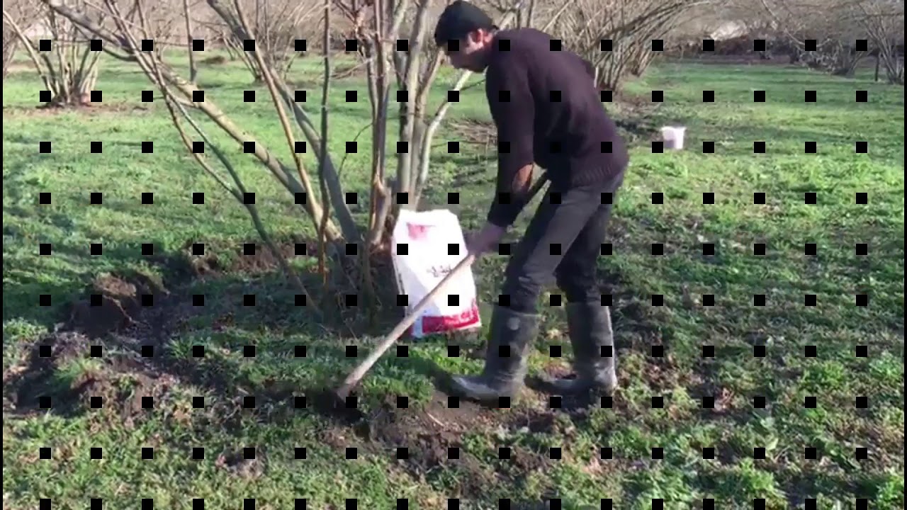 Fındıq bağlarına qulluq