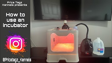 How to use an incubator for whelping puppies