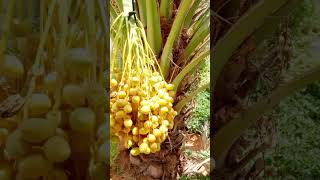 Download Lagu # buteful ples # nice sen #arabic MP3