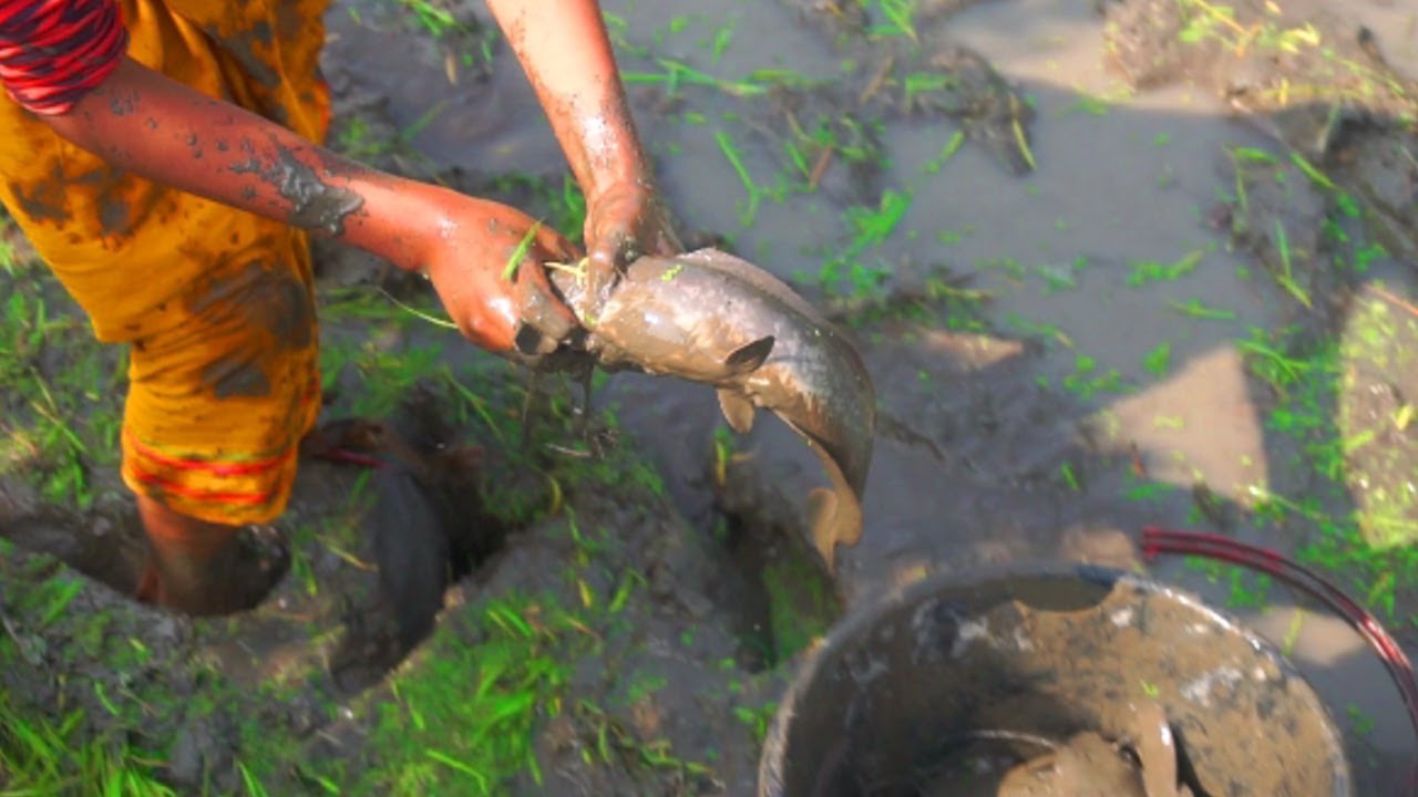 Amazing Boy Catching Big Catfish In Mud Water || Hand Fishing For ...