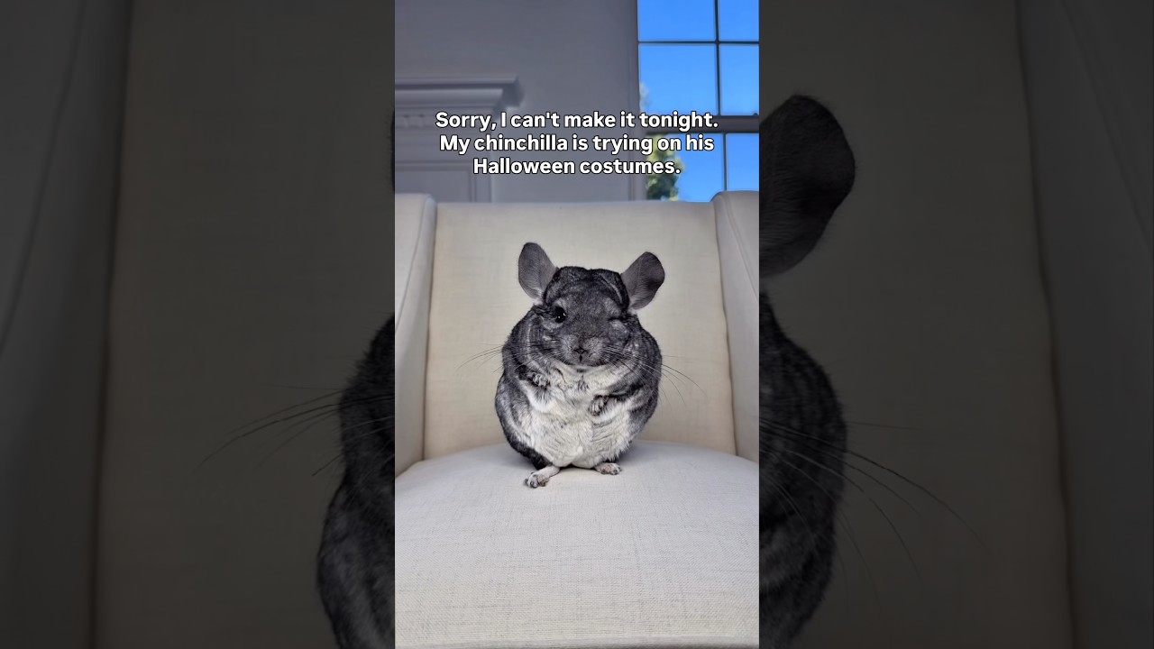 Which one is your favorite? 👀  #chinchilla #petcostumes #halloween2026 #shortsfeed