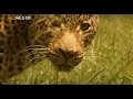 Убийственная скорость 1 (Джунгли, часть 2) - NatGeo