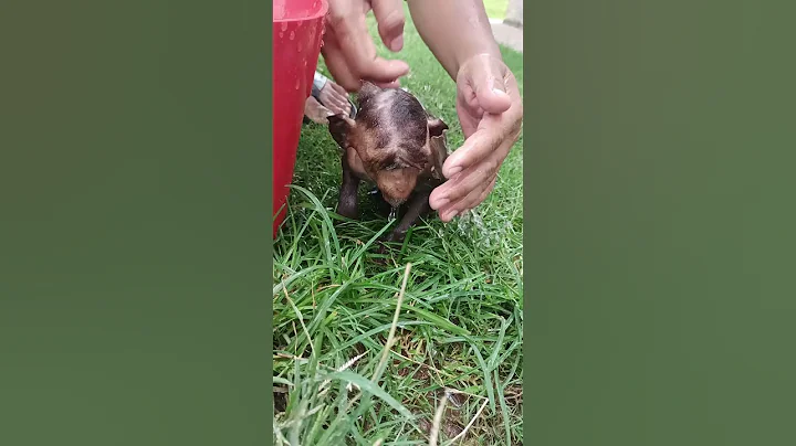 Dad is wash bob after played with pigs and dirty #shortsvideo