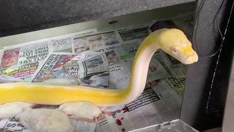 16ft Reticulated python refuses food, wants to look at her reflection instead