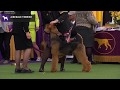 Airedale Terriers | Breed Judging 2020 の動画、YouTube動画。