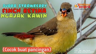 Suara Strawberry Finch Betina Ngajak Kawin || Female Strawberry Finch Call