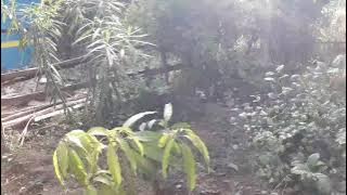 Enga veetu garden |ponmathi's creation ♡