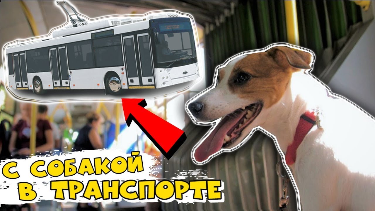 Такси с собакой - правила перевозки животных в транспорте - Доктор Вет