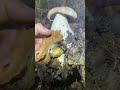 🍄🟫🌲🥶🥶🍁