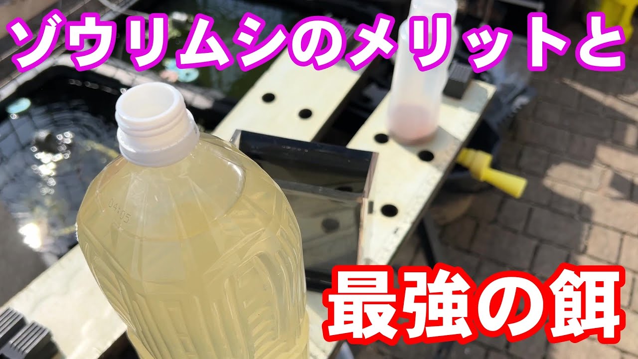 【めだか】ゾウリムシ、最強の餌で始めました　Ｂ型おやじ