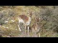 Tahr, Fallow deer and Red deer all in the 1 hunt, South Canterbury hunting