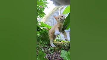 Documenting the lives of cats! 📣🐈 @insta360 GO 3S #cat #youtubeshorts #funny #insta360 #cute