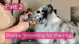 Part 2  Sheltie trimming for the ring