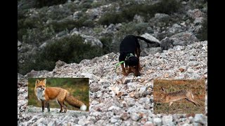 ΤΟ ΣΚΥΛΙ ΜΟΥ ΚΥΝΗΓΑΕΙ ΛΑΓΟ Ή ΑΛΕΠΟΥ