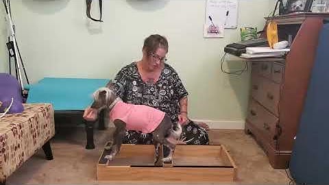 Stacking Box Training Video for Show Dogs