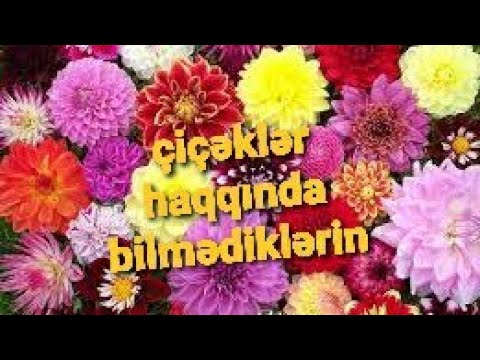 Video: Bir Oğlana çiçəklər Haqqında Necə Işarə Etmək Olar