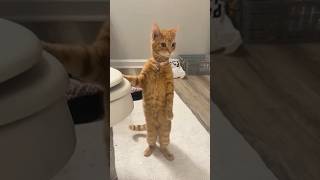 Funny Cats 😹 episode 571 #shorts