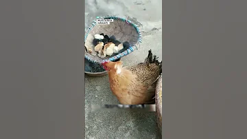 طريقة آسيوية غريبة لحماية الصيصان 