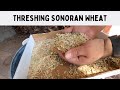 ep194 Threshing Sonoran Wheat. Sonoran Desert Homesteading