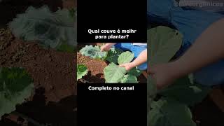 Qual couve plantar? #agro #terrafertil