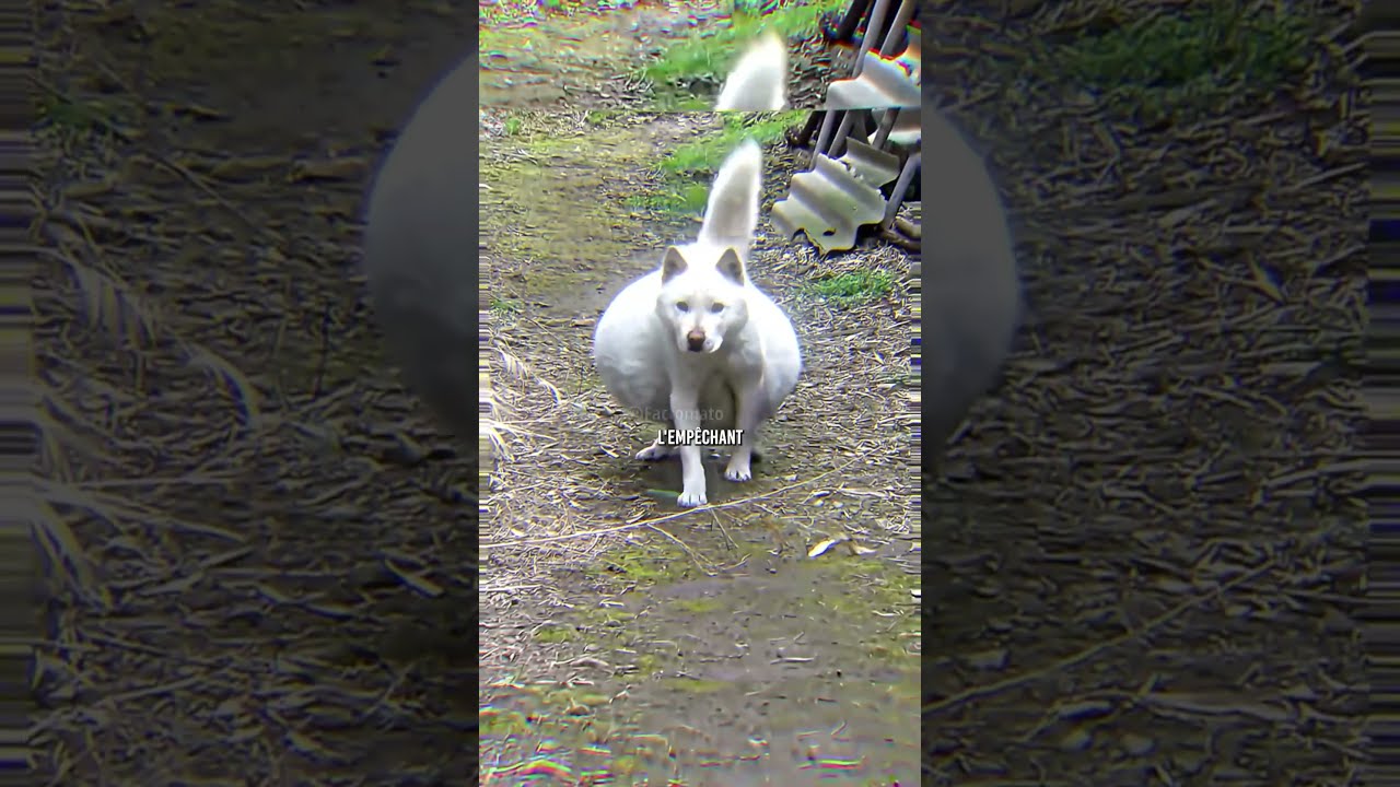  Le Pauvre Chien
