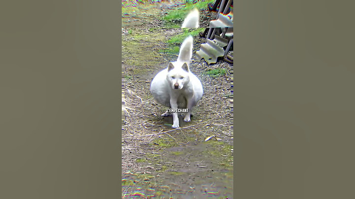 😔 The poor dog…
