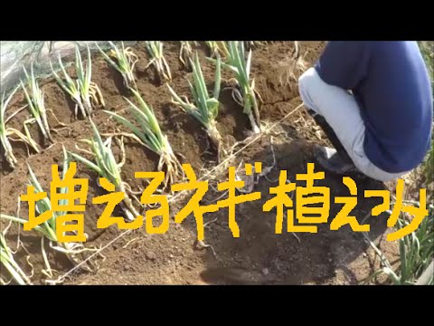 家庭菜園 ネギ坊主ができない 増えるネギ の植え付け 株分けで増えるネギです Youtube