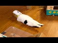 Cat Having A Hangover Mp3 Song