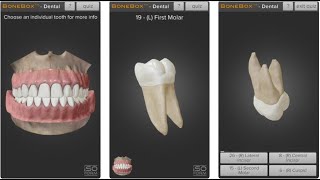 3D Dental Anatomy - Bonebox Dental Lite - Android Application Review screenshot 4