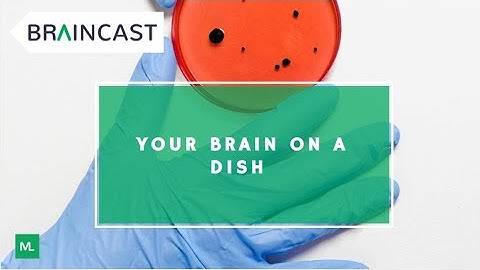 Your Brain On a Dish: Stem Cells in Psychiatry! | BRAINCAST with Dr. Pospo
