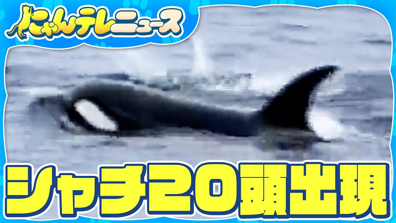 Pod of Orcas] Encountered in the Sea of Japan! Over 20 Orcas