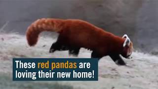 New Red Panda Habitat at the Detroit Zoo