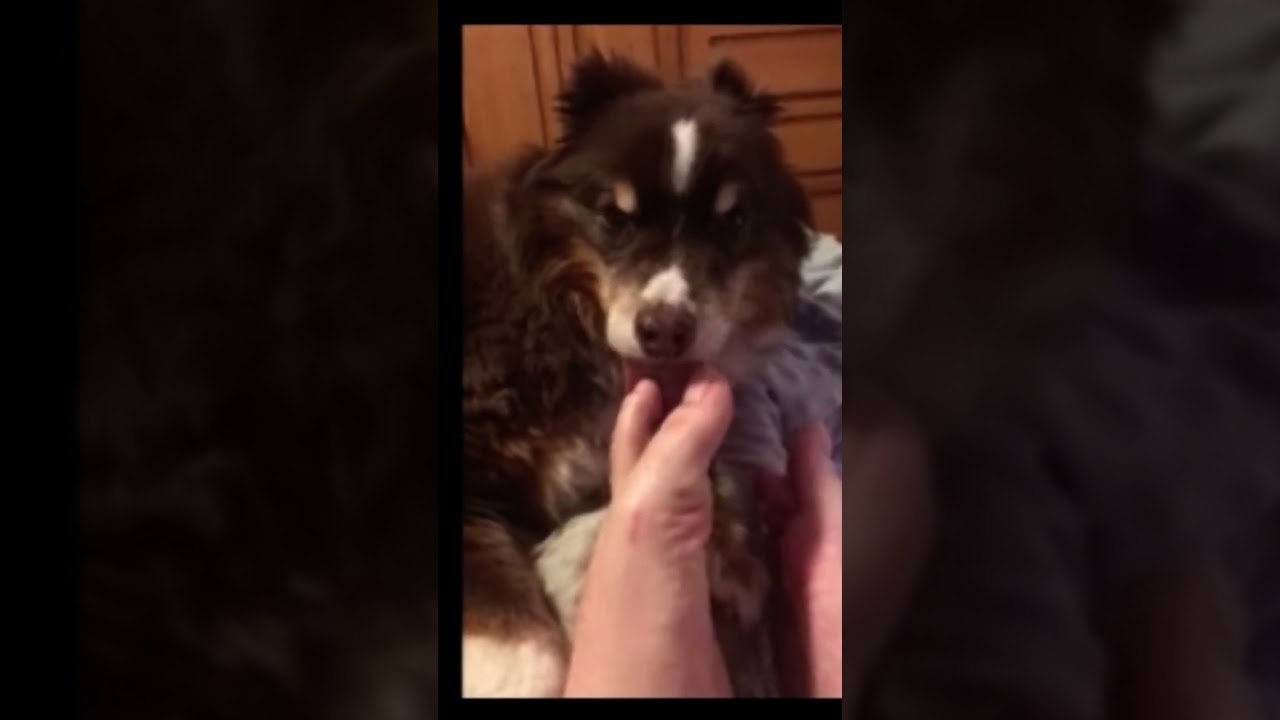 Dog licking toes 16 min loop ASMR