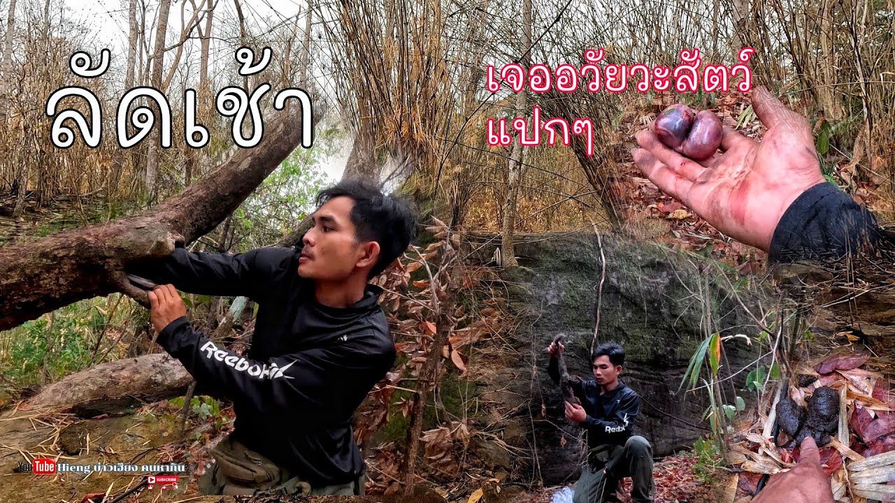 ลัดเช้าเจออวัยวะสัตว์แปลกๆ//ລັດເຊົ້າເຈີອະໄວຍະວະສັດແປກໆ Hieng บ่าวเฮียง คนหากิน