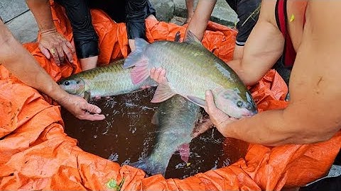 Cá Thần khủng đưa về ao ngôi làng siêu đẹp Hạ Thành Hà Giang.Nguyễn Tất Thắng