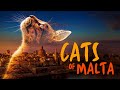 Cats of Malta Teaser Trailer | Nexus Production Group