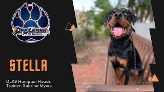 "Stella" 1 YO Rottweiler Boxer Mix | Excited and Distracted to Calm and Obedient