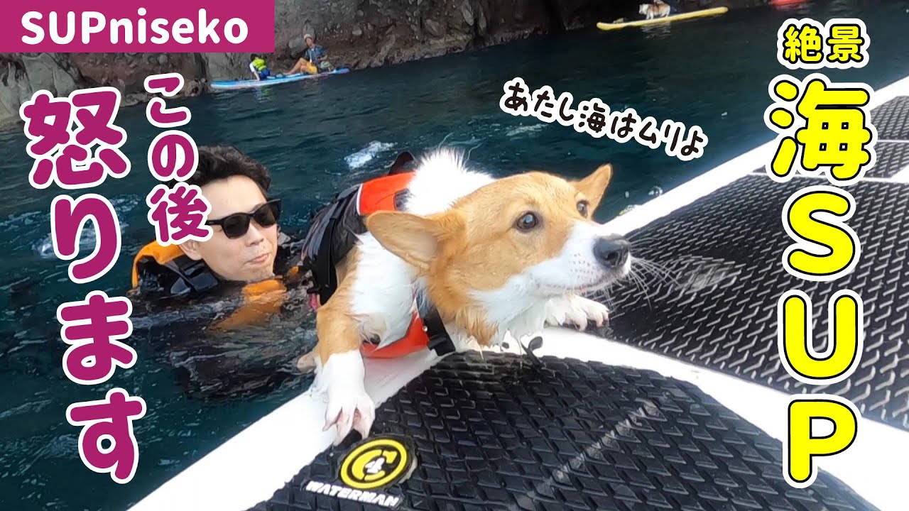 初めての海SUPでビビり発動するコーギーと肝が座ってるコーギー【SUP niseko】