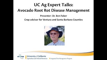UC Ag Experts Talk: Avocado Root Rot Disease Management