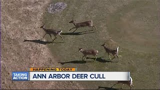 Ann Arbor deer cull expected to begin today