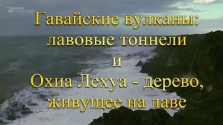 Гавайи. Охиа Лехуа - дерево, растущее на лаве, и лавовые тоннели