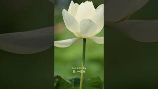 【4月29日】誕生花「椿(白)」花言葉『申し分のない愛』｜4.29 Birth flower and flower language #shorts