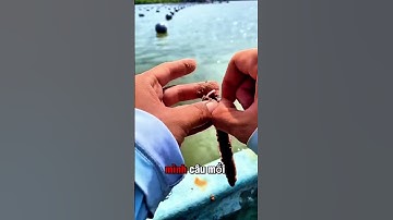 Hướng Dẫn Canh Nước Câu Cá Ngát Trong Sông - Tập 3 #seafishing #fishing #youtubeshorts #shorts